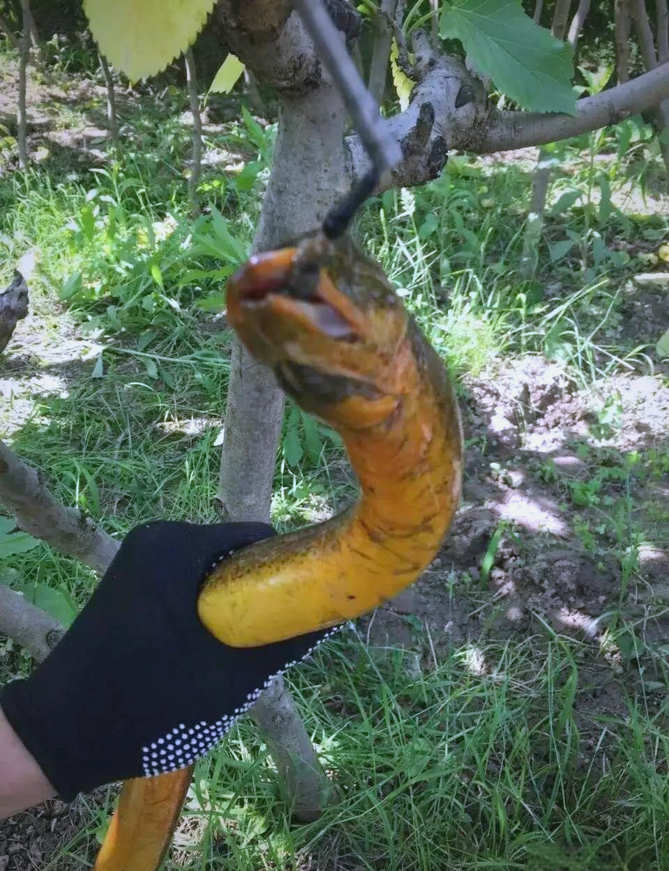 石头缝钓黄鳝技巧(石头缝里的鱼怎么抓)