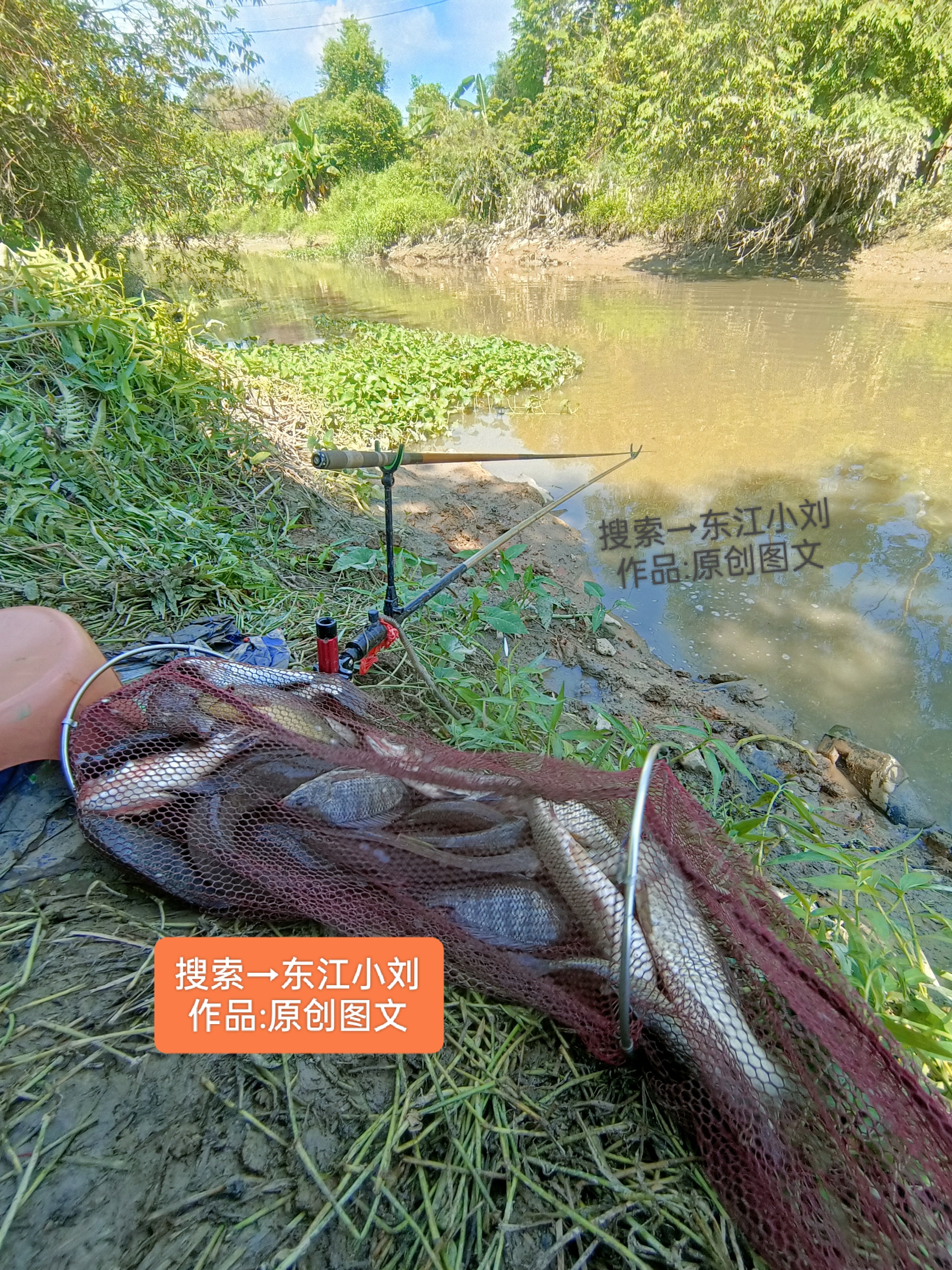 技巧钓溪麟鱼(技巧钓溪麟鱼视频教程)