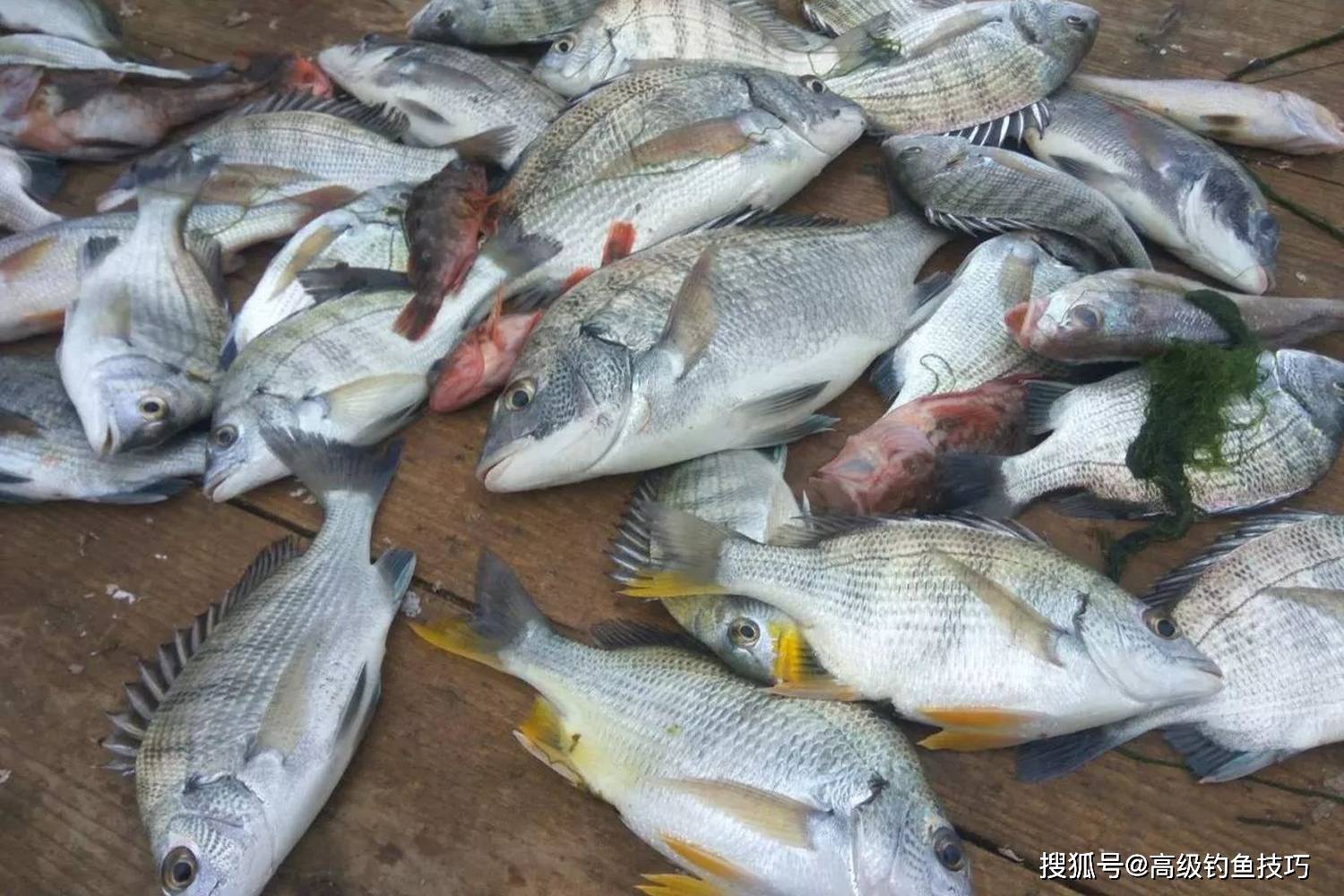 常见海钓鱼种类(海钓常见鱼类名字图片)
