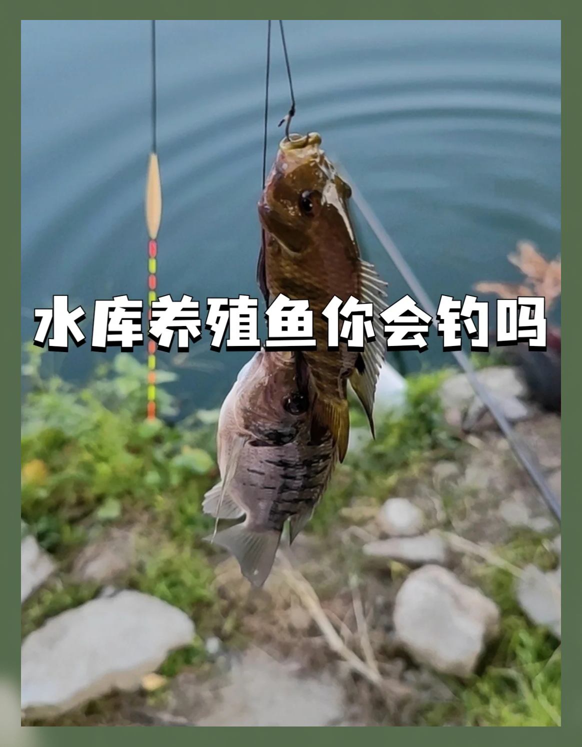 初夏钓水库技巧(初夏钓水库鱼怎么钓)