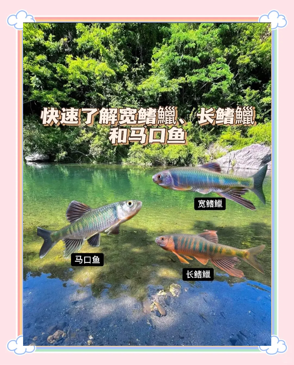 钓马口鱼饵料配方(钓马口用什么饵料配方)
