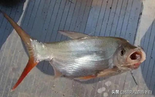钓红尾鱼的饵料配方(钓红尾鱼的饵料配方大全)