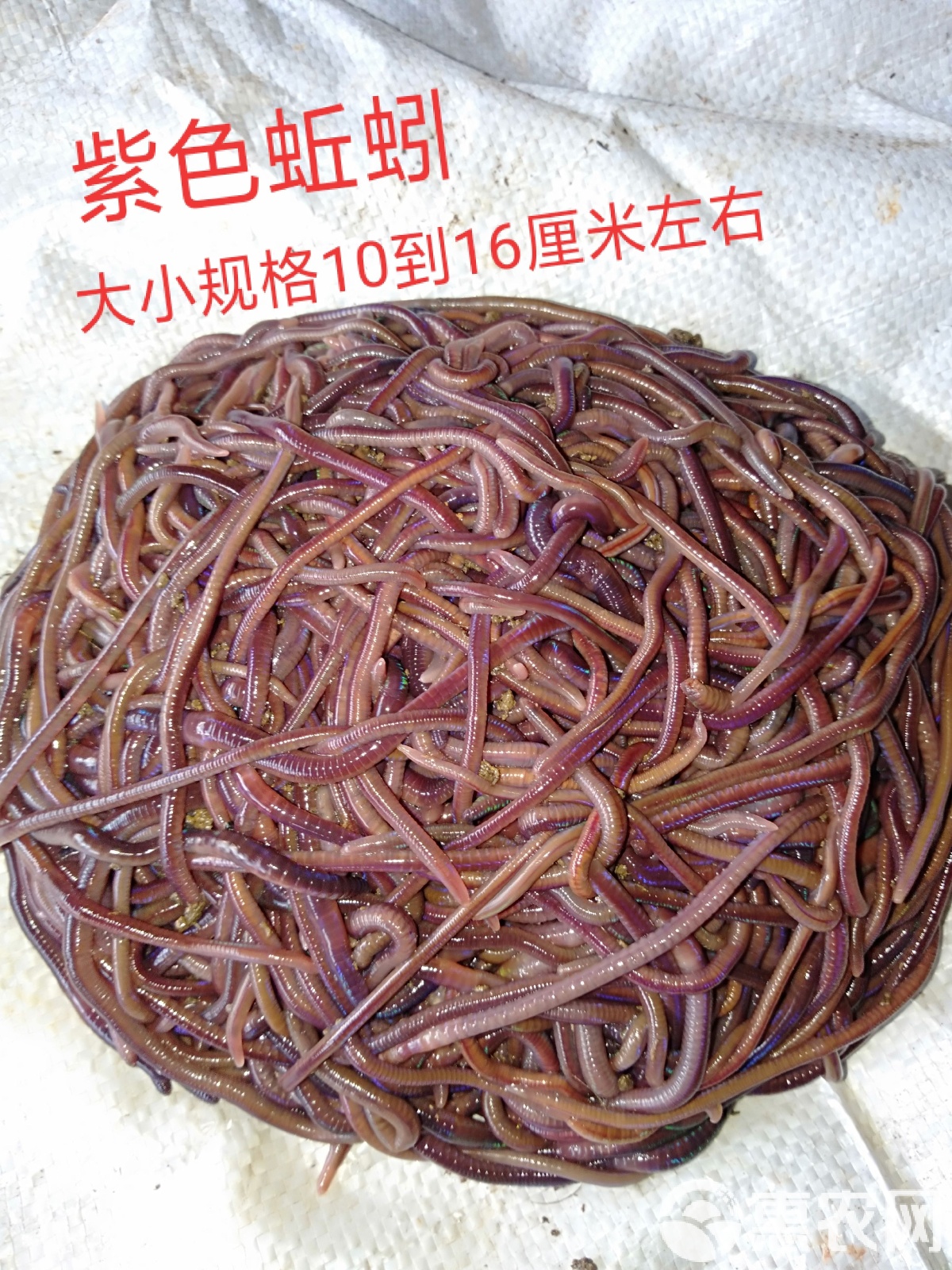 天津渔具店蚯蚓(天津有收蚯蚓的吗)
