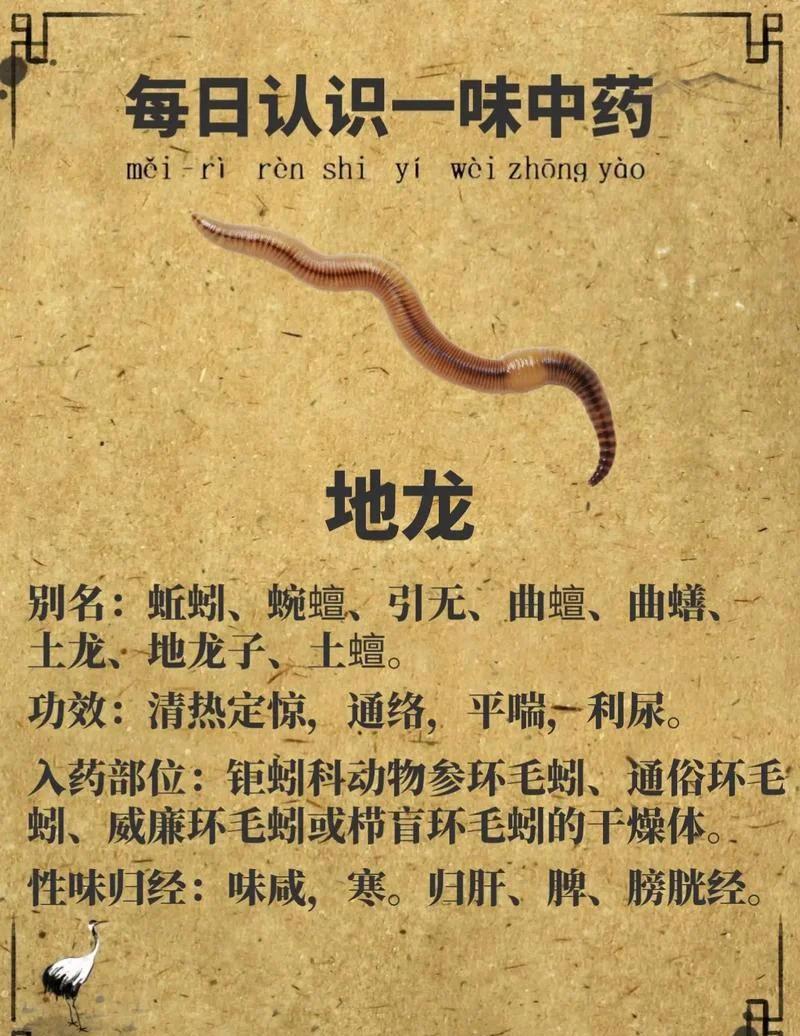 地龙下什么饵料(地龙里放什么诱饵会抓到鱼)