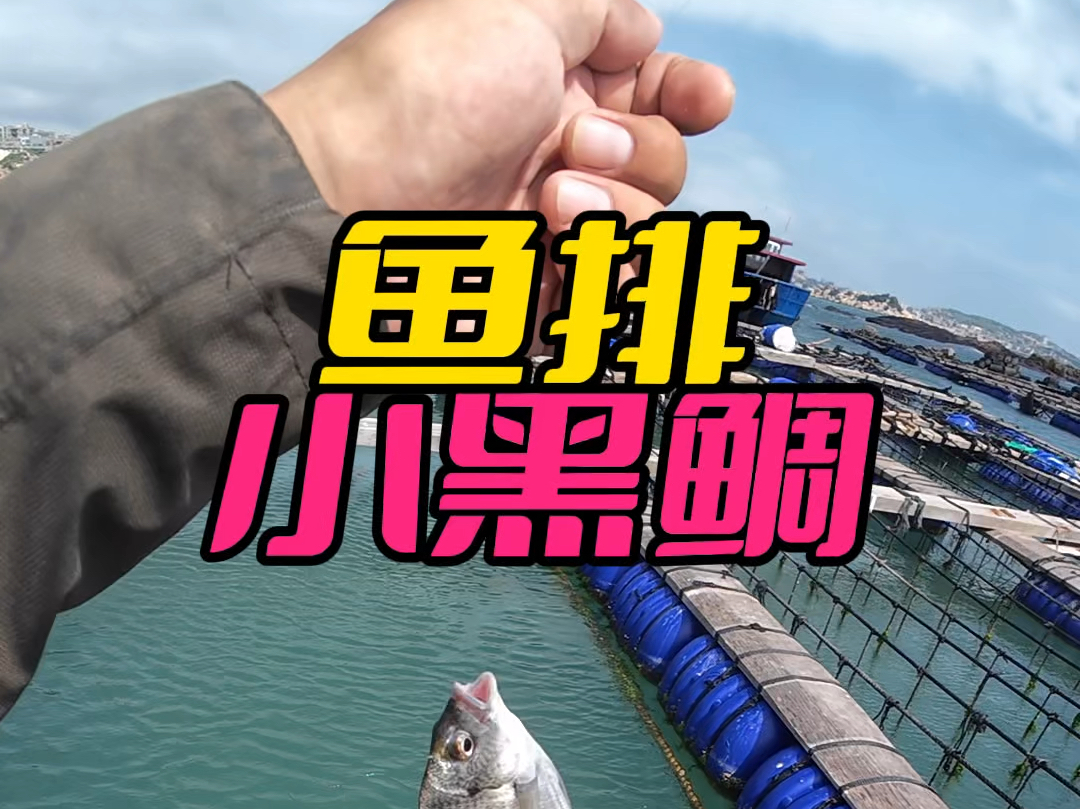 浮游矶钓黑鲷技巧(矶钓黑鲷用什么饵最好)