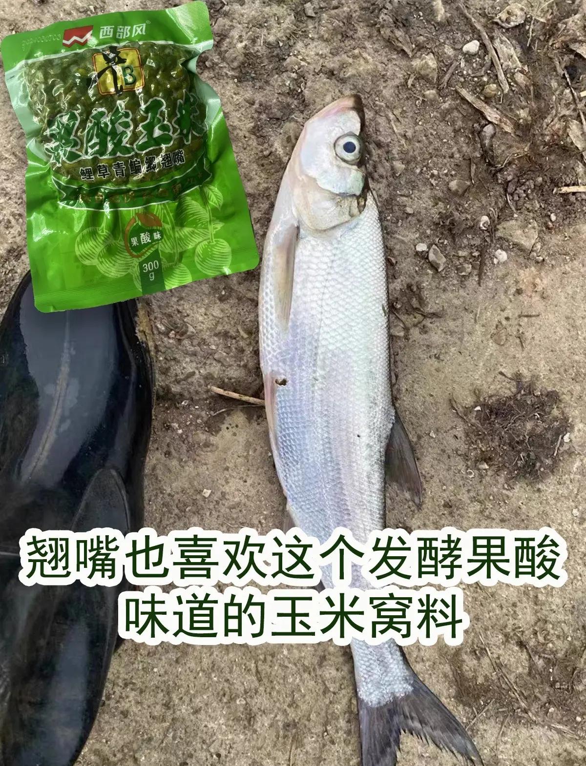 牛粪玉米饵料(牛粪玉米饵料配方大全)