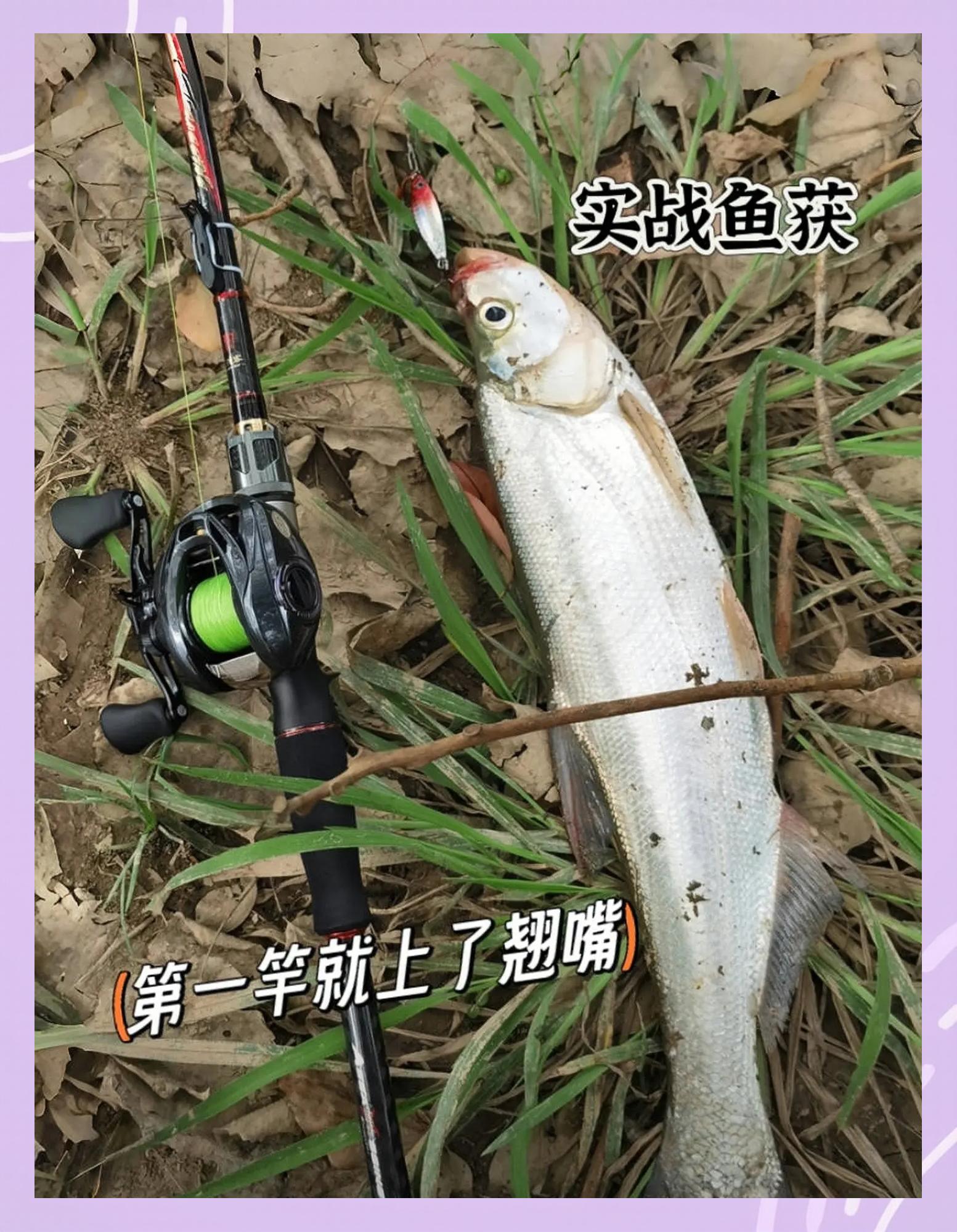 尺上饵料特性(尺上的作用及使用方法)