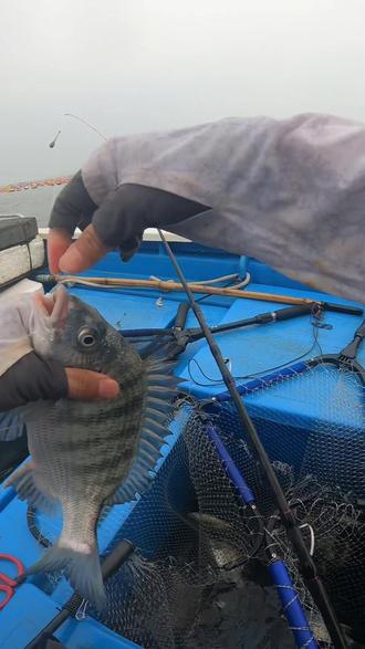 海钓黑鲷如何控制水深(海钓黑鲷鱼水流和打窝的位置)