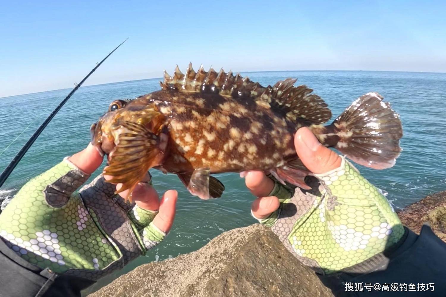 海钓都有哪些鱼(海钓都有哪些鱼类)