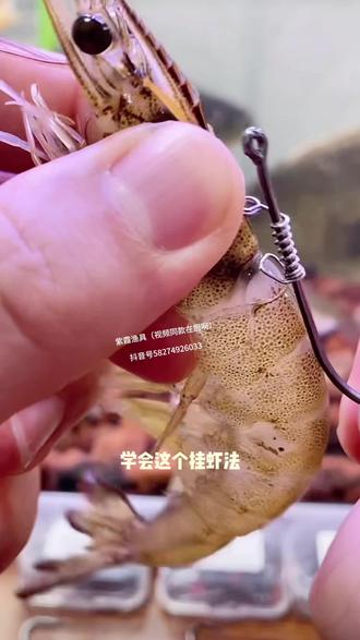 海钓虾仁怎么挂钩(海钓虾仁怎么挂钩视频)