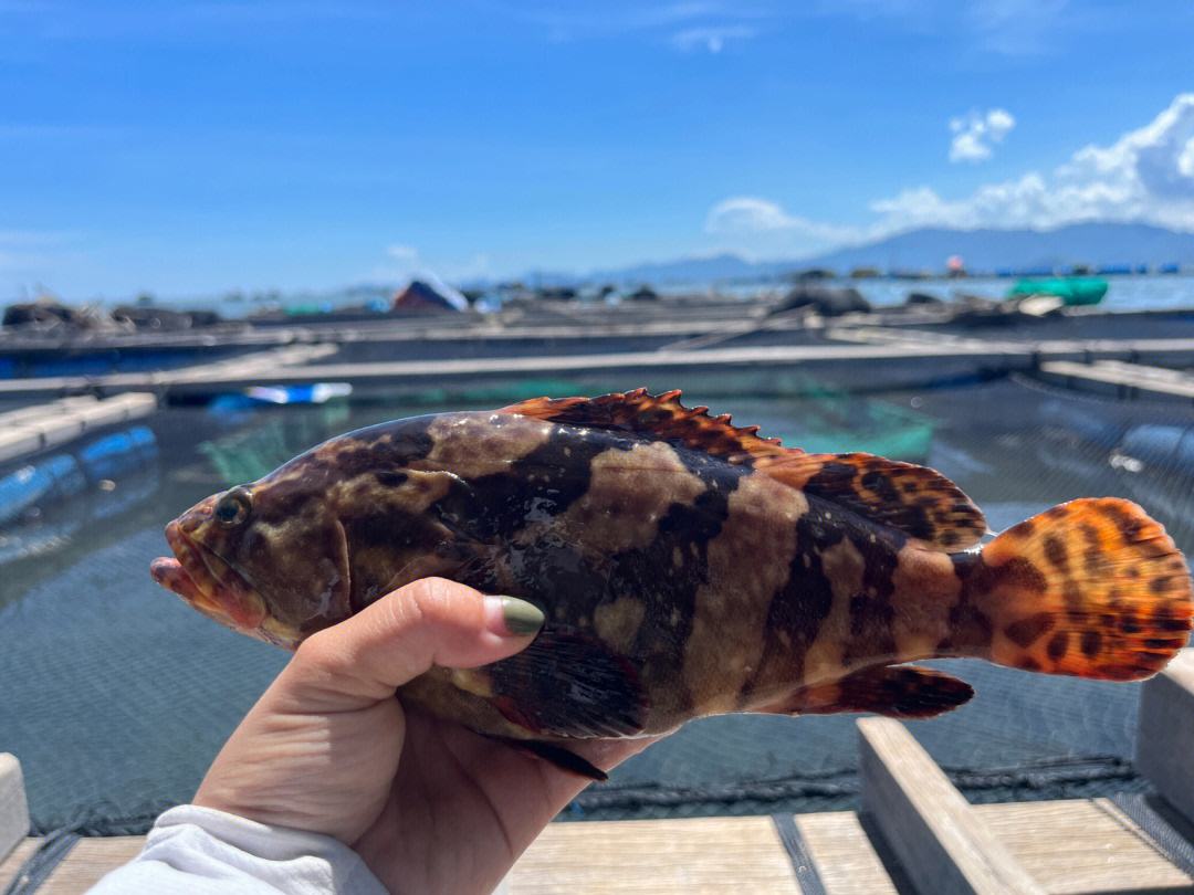 漳浦哪有免费海钓的(漳浦哪有免费海钓的地方)