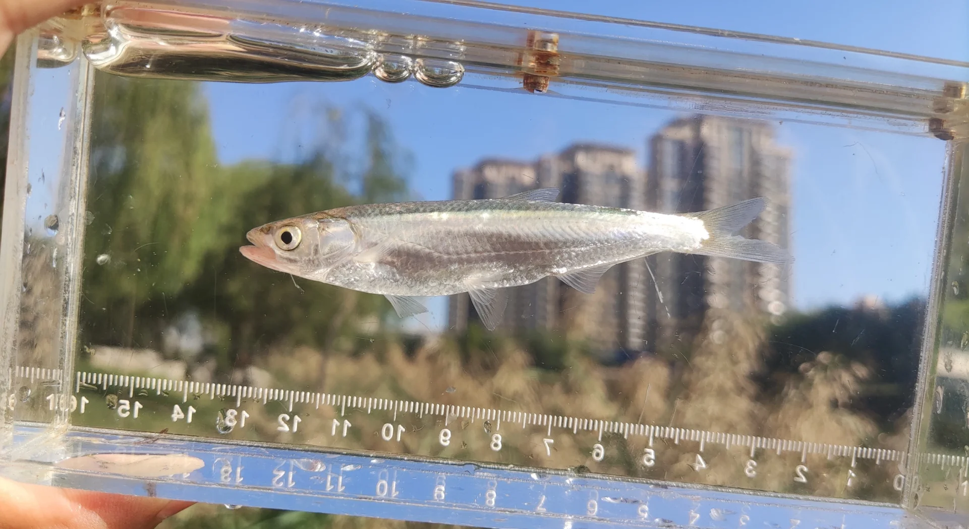 北海钓面粉鱼(北海钓鱼用什么饵料)