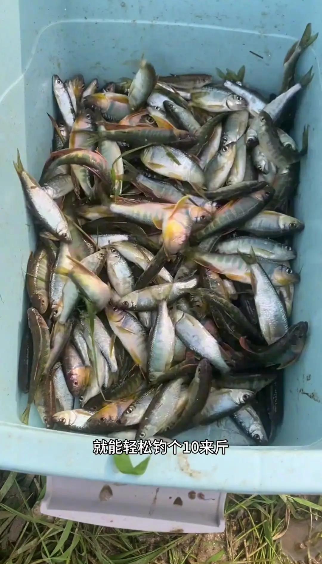 北海钓面粉鱼(北海钓鱼用什么饵料)