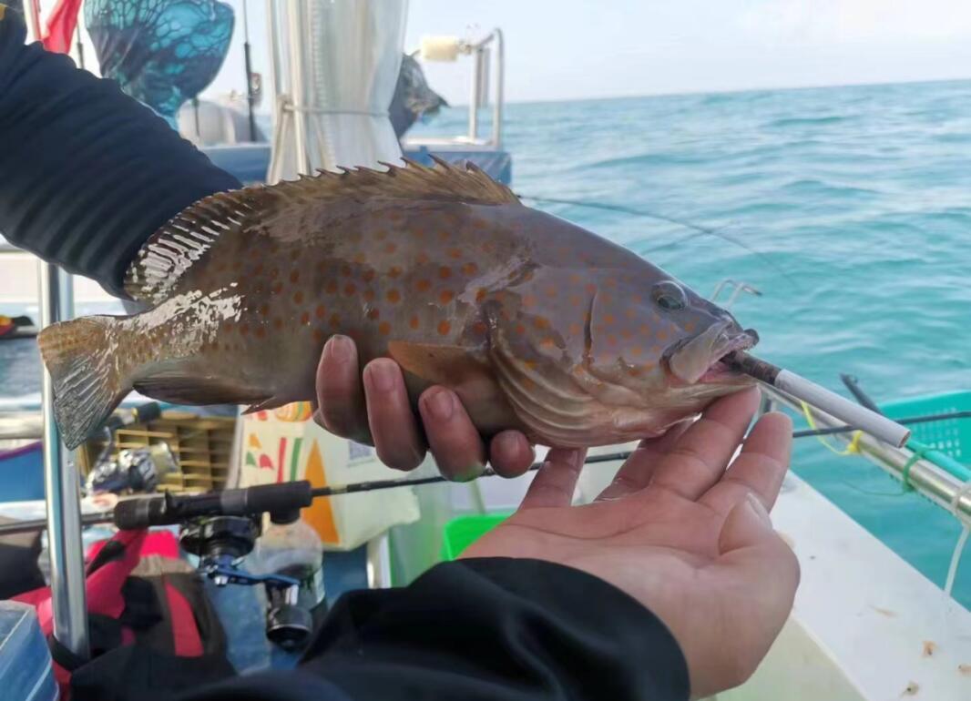 珠海近海海钓(珠海钓海鱼野钓地点)