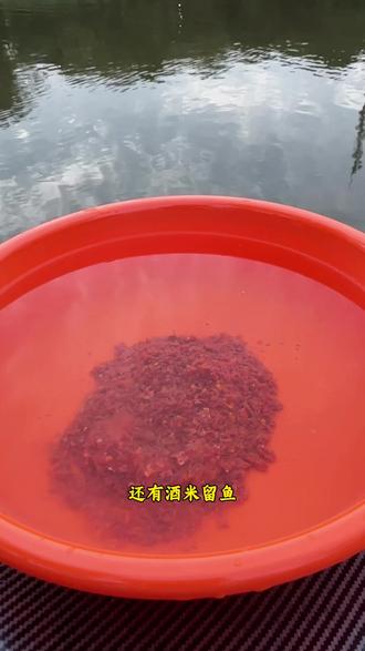 深秋酒米打窝技巧(秋天酒米打窝多久发窝)