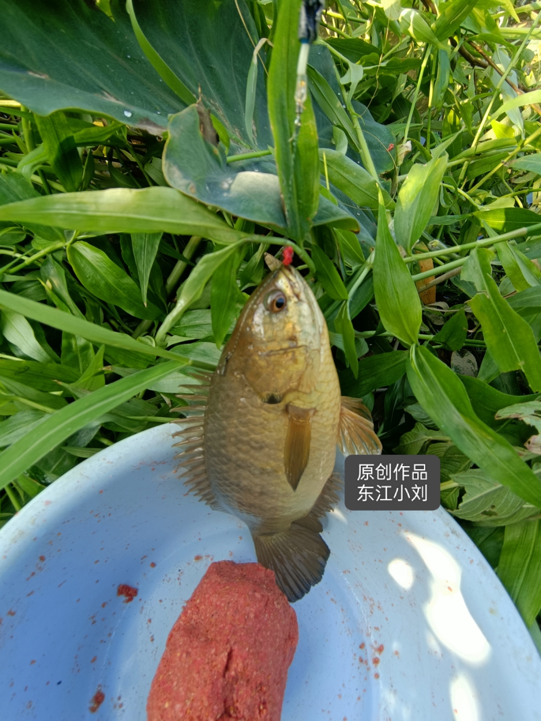 深秋酒米打窝技巧(秋天酒米打窝多久发窝)