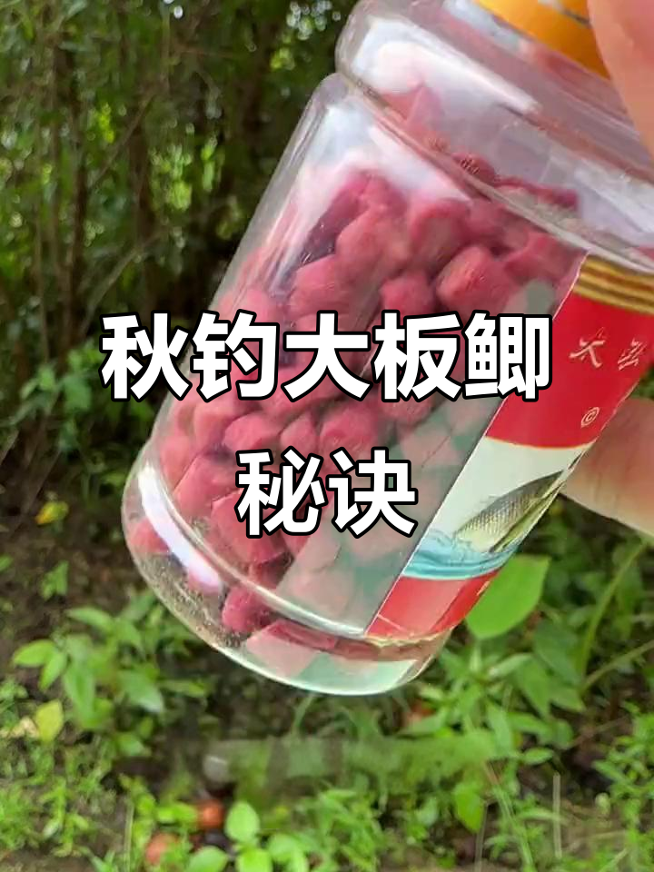 饵料钓鲫鱼喂什么(钓鲫鱼饵料怎样搭配)