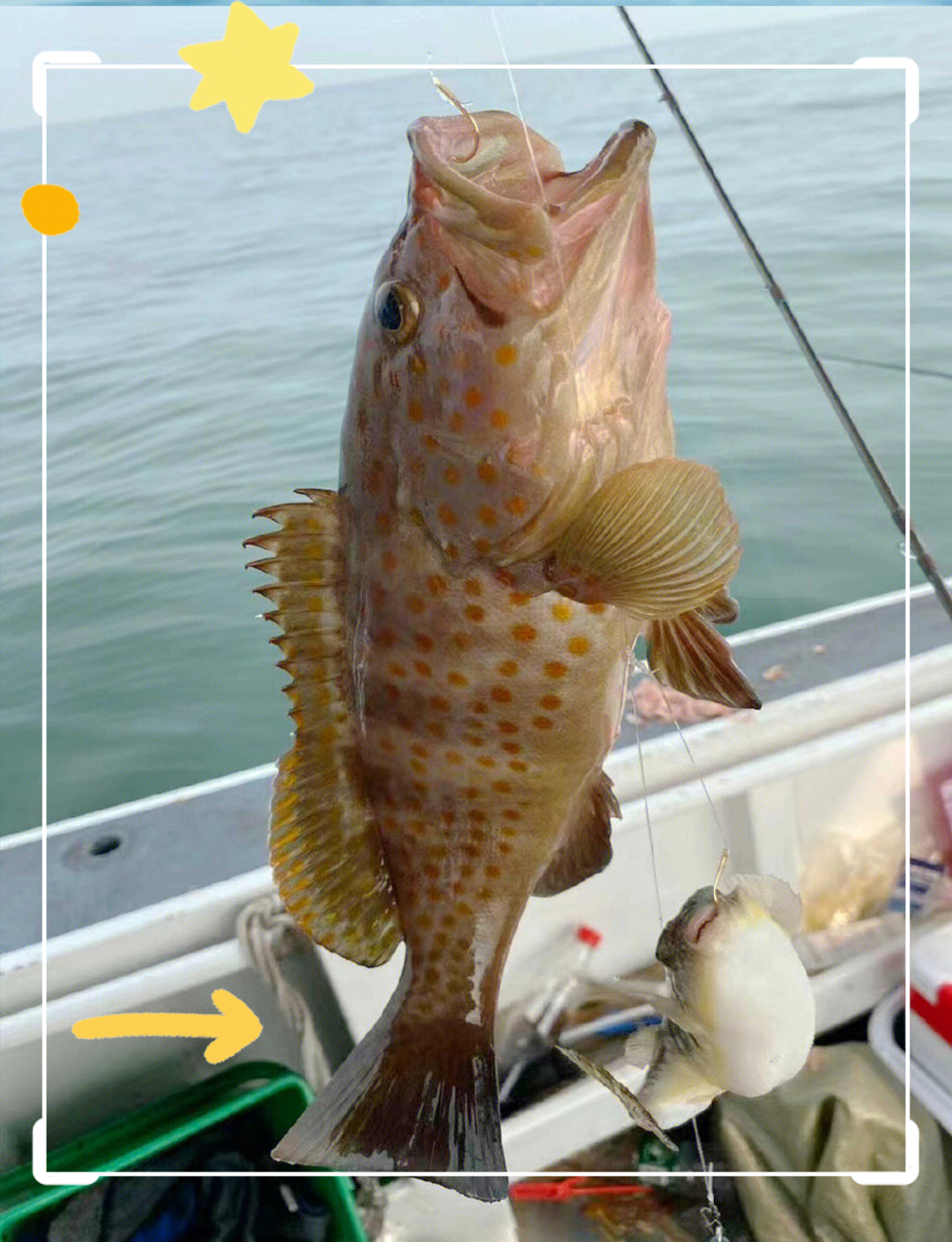蛇口哪里可以海钓(蛇口哪里可以海钓鱼)