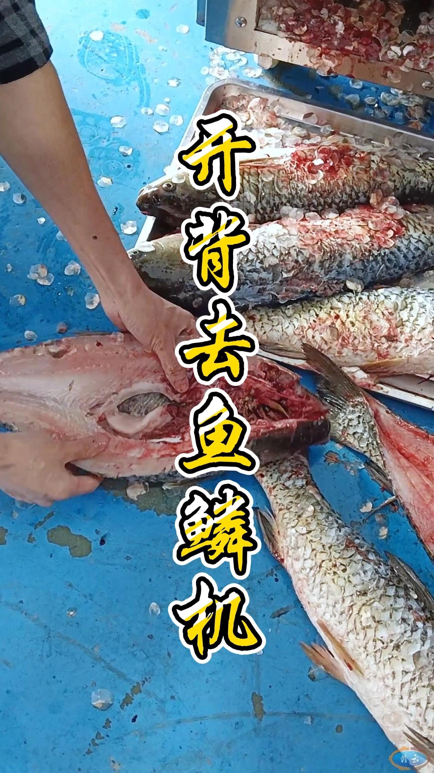 溜大草鱼技巧(钓草鱼怎么溜鱼)