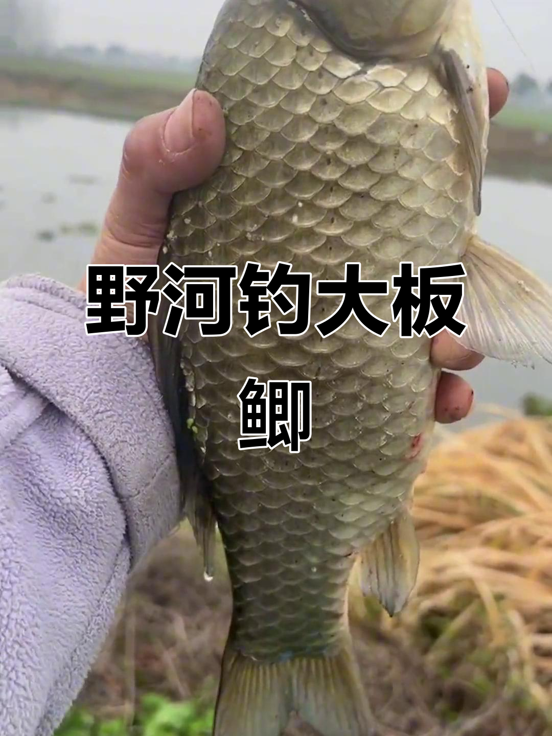 11月传统钓钓鲫鱼技巧(十一月份钓鲫鱼用什么饵料好)