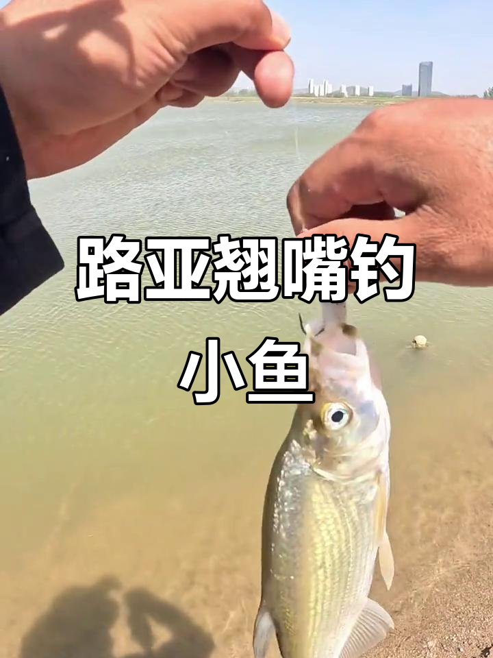 路亚小鱼用(路亚小鱼用多大的pe线)