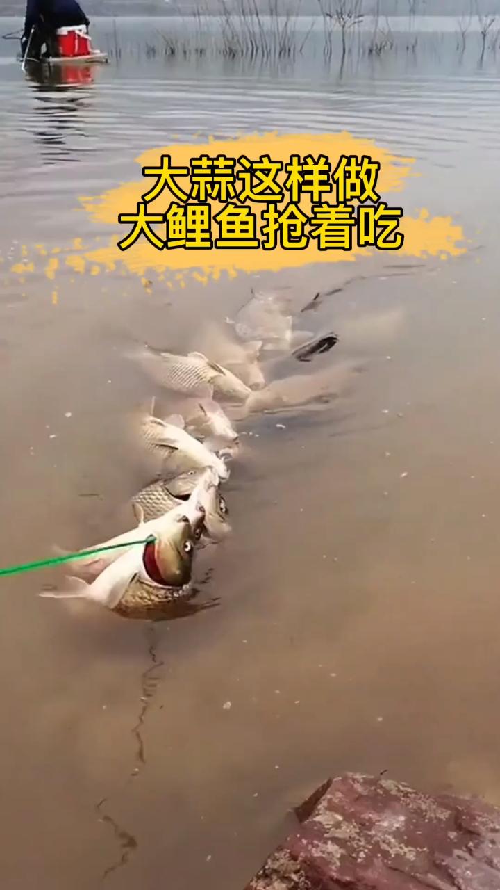 饵料如何加蒜(饵料如何加蒜香粉)