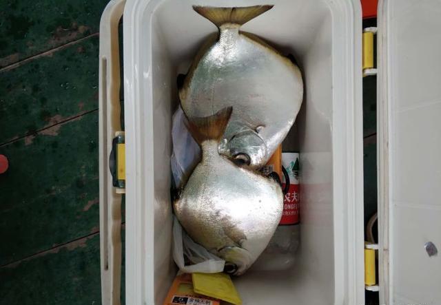 大连海钓有什么鱼(大连钓海鱼的地方有哪些)