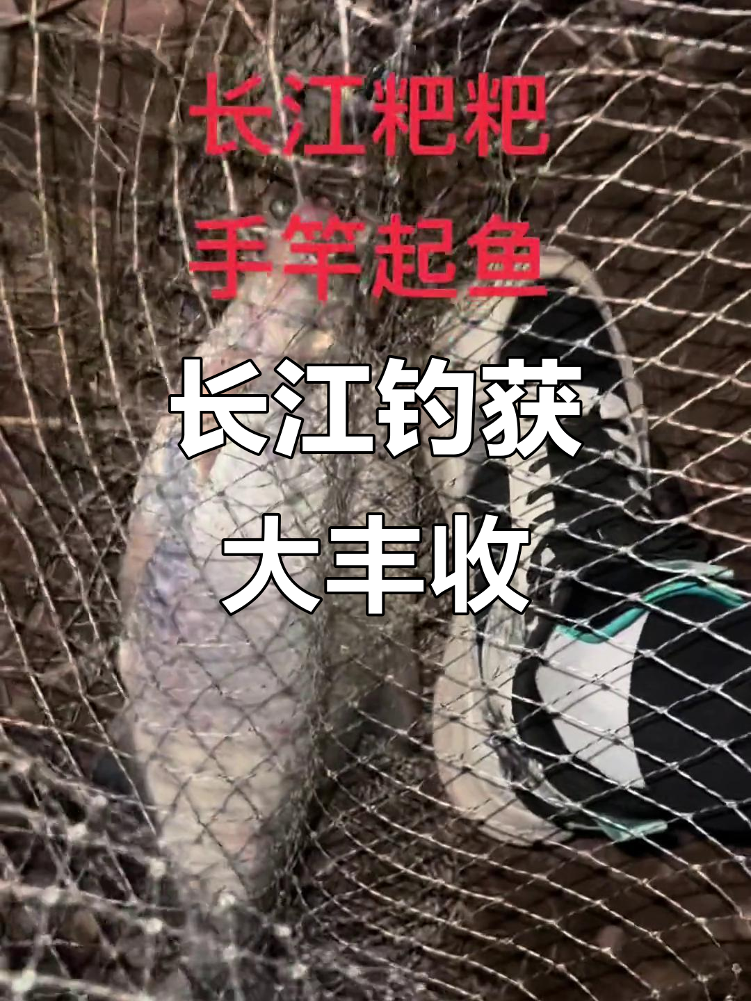 长江鲤鱼饵料(长江鲤鱼好不好吃)