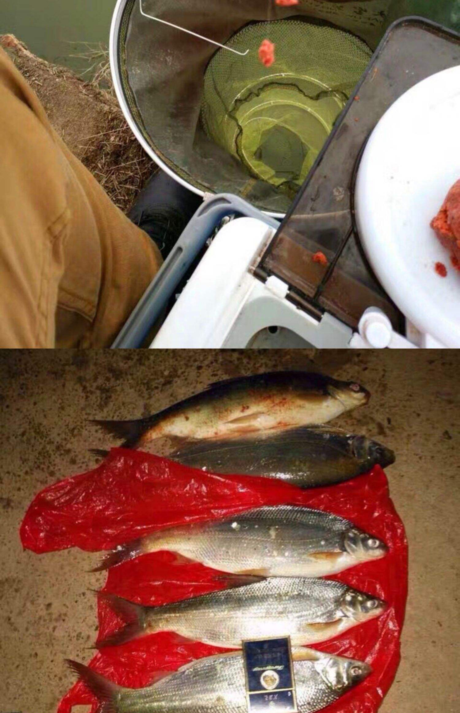 黄尾打窝用什么饵料(夏季钓黄尾用什么打窝)