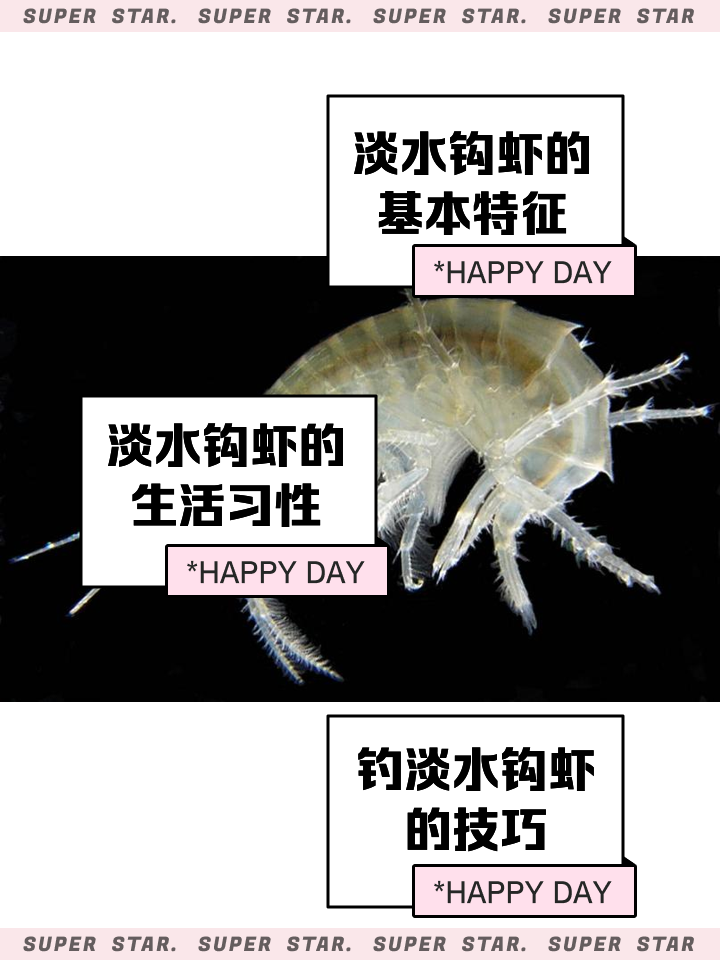 活虾挂钩技巧(挂活虾用什么鱼钩)