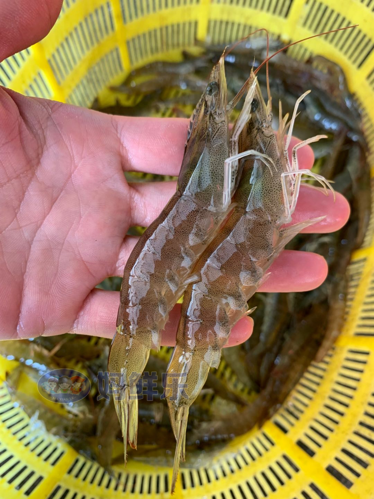 海钓要用什么虾(海钓一般用什么虾)