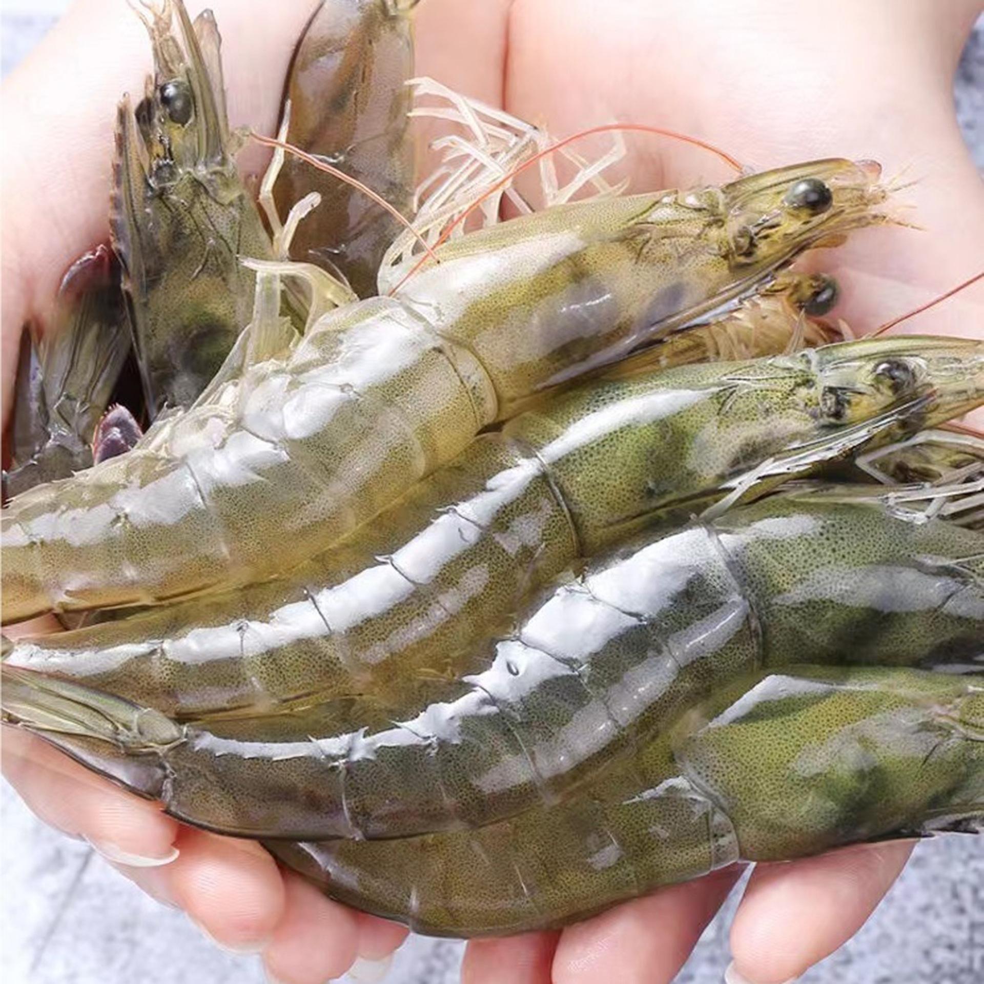 海钓要用什么虾(海钓一般用什么虾)