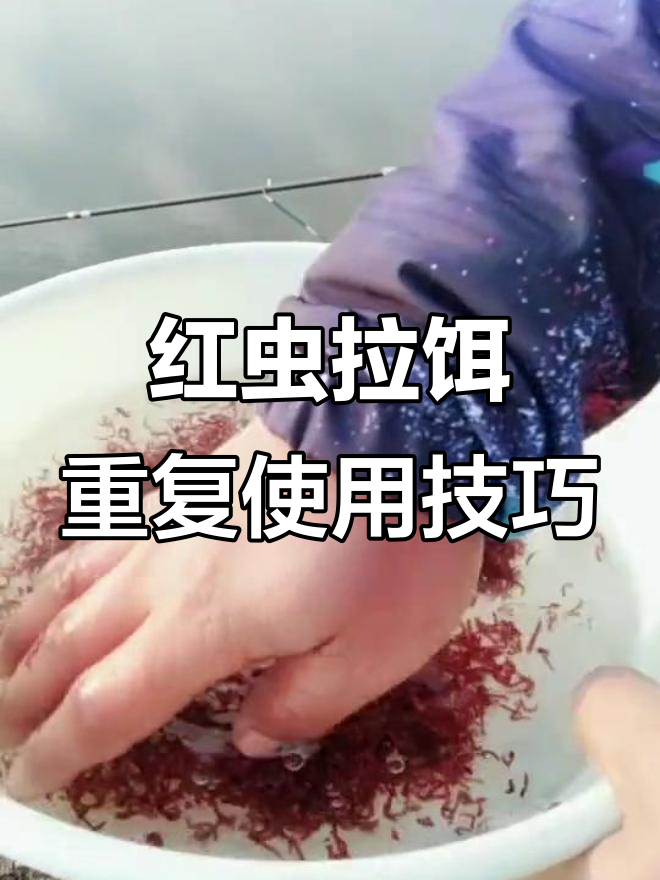 红虫拉饵技巧(红虫拉饵怎么弄)