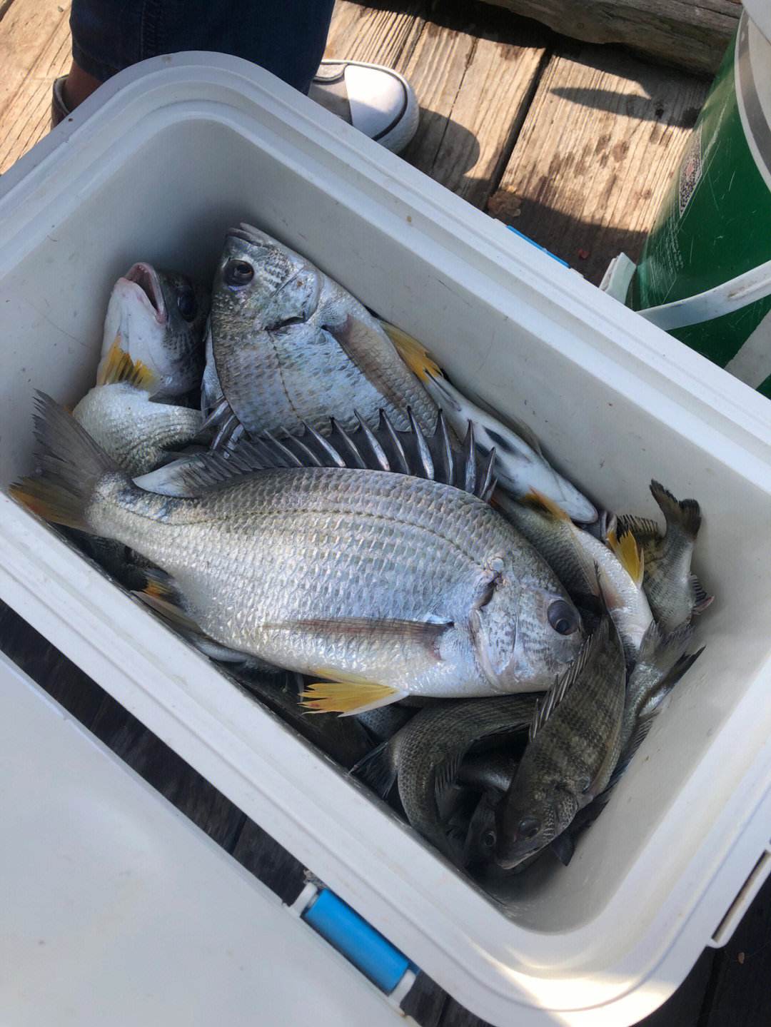 海钓沉底挂死虾(海钓死虾能钓到什么鱼)
