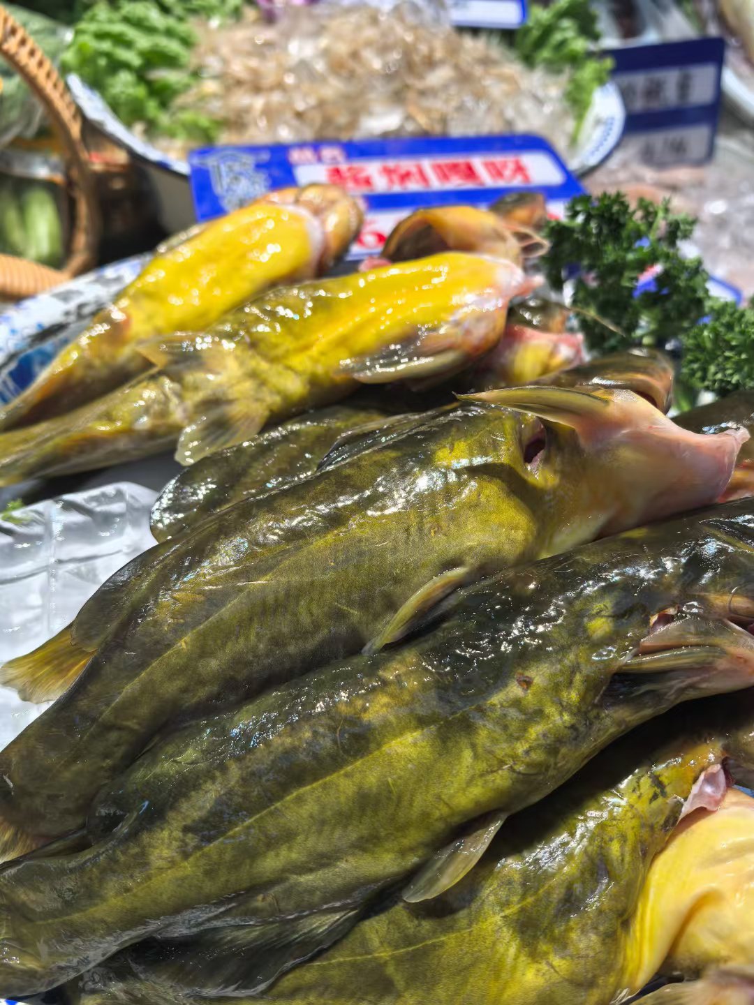 钓嘎牙鱼技巧(钓嘎牙鱼技巧视频)