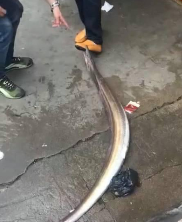 钓长鱼技巧(长漂钓鱼的正确方法)
