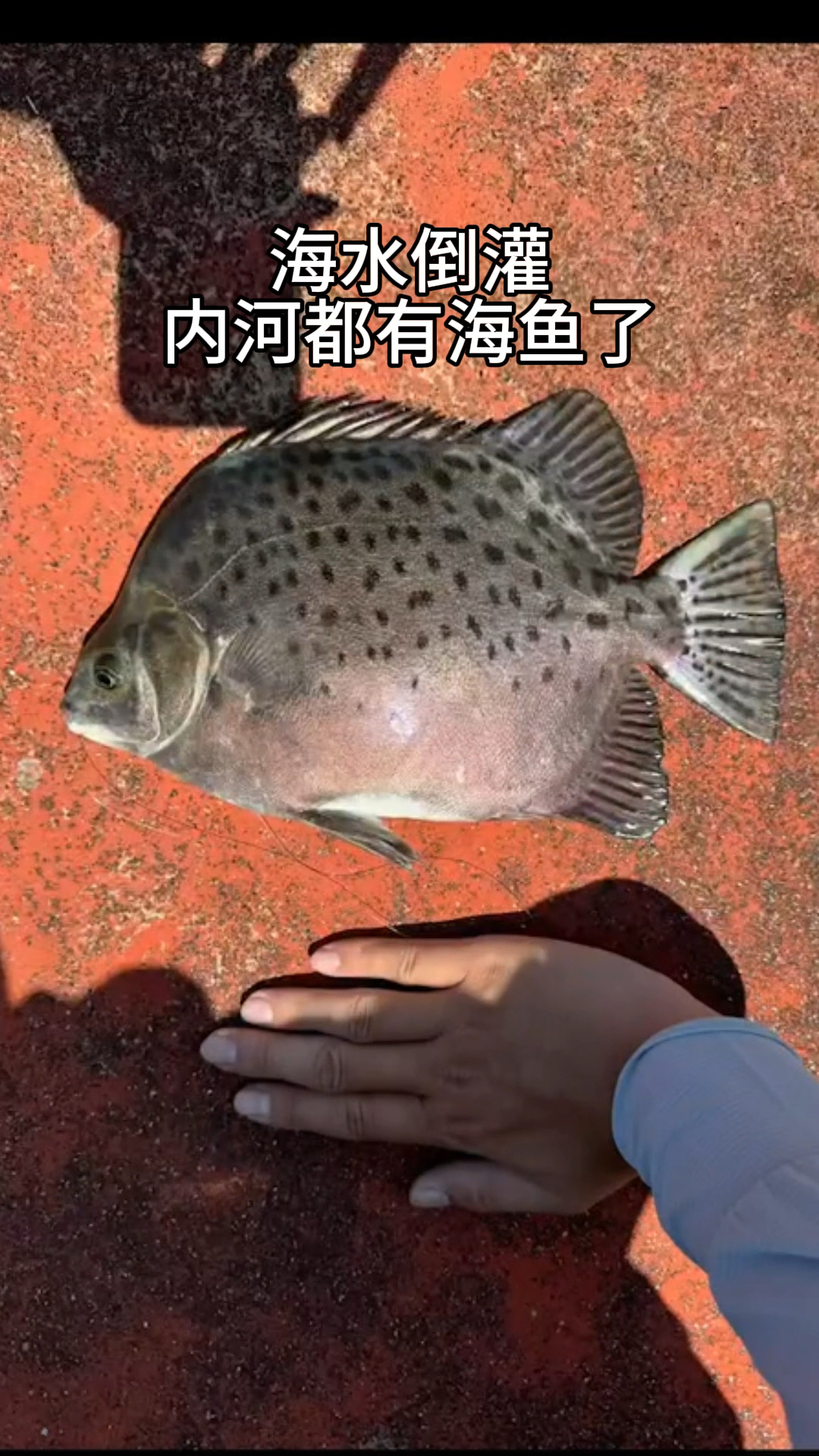 海钓看不上淡水(海钓为什么不上鱼)
