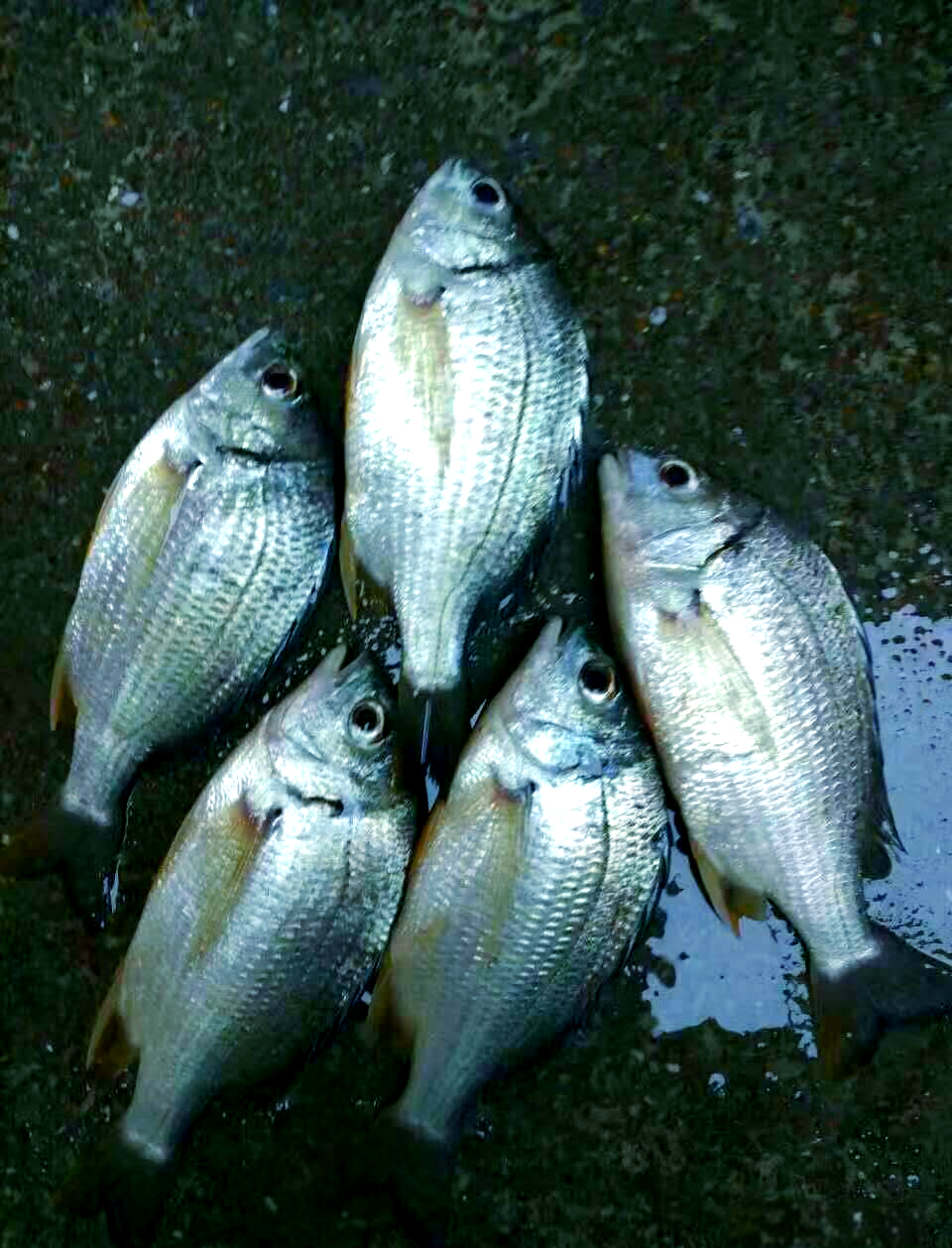 海钓黄翅技巧(海钓黄翅鱼有什么技巧)