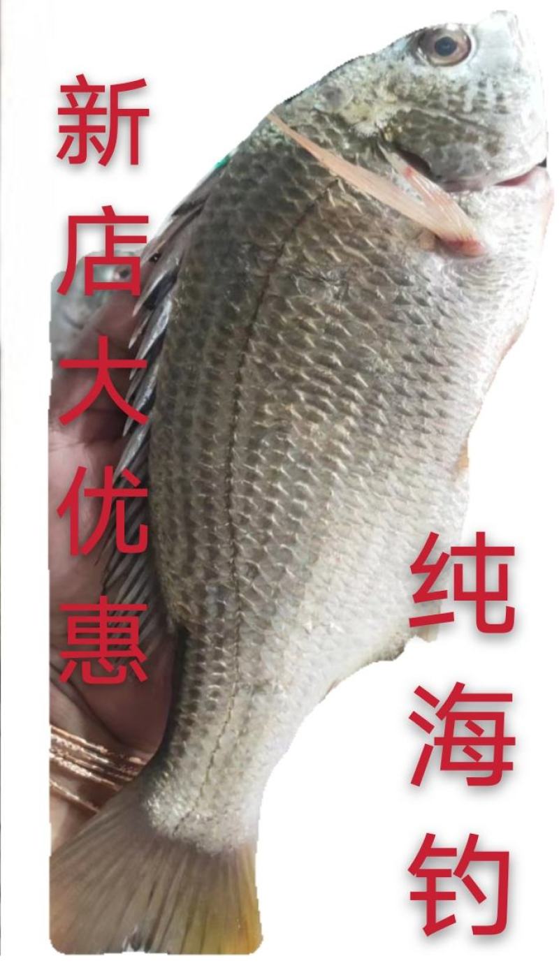海钓黄翅技巧(海钓黄翅鱼有什么技巧)