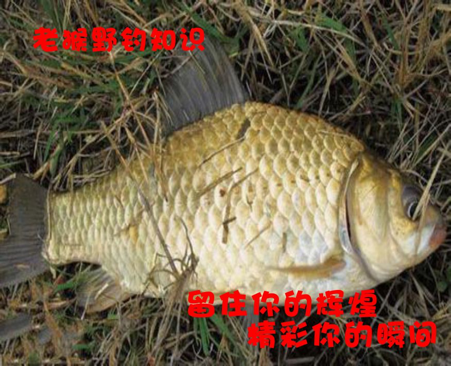 冷天钓鲫鱼的小技巧(天冷野钓鲫鱼怎么调漂)