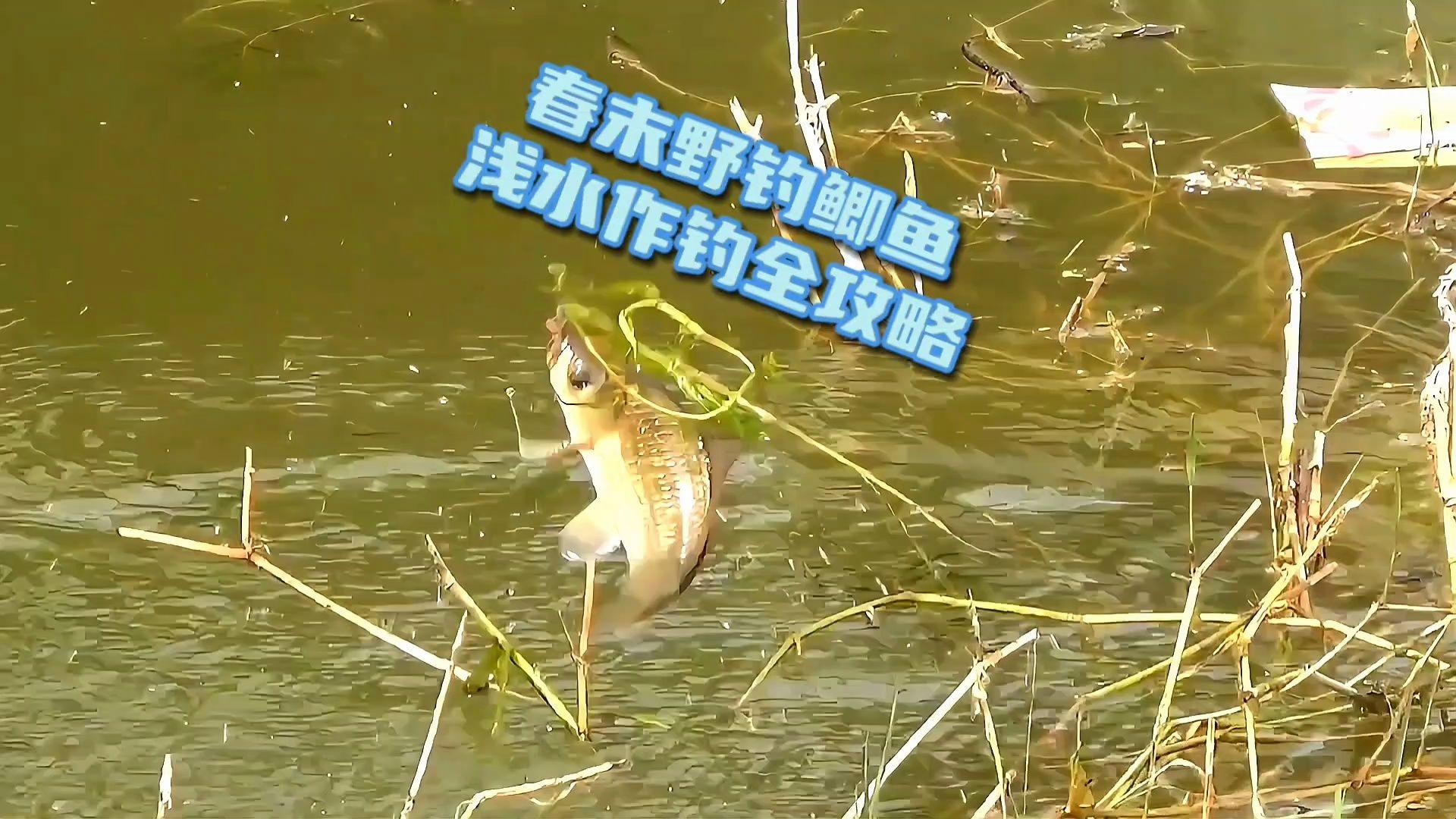 深秋浅水钓鲫鱼技巧(秋季深水钓鲫鱼的方法)