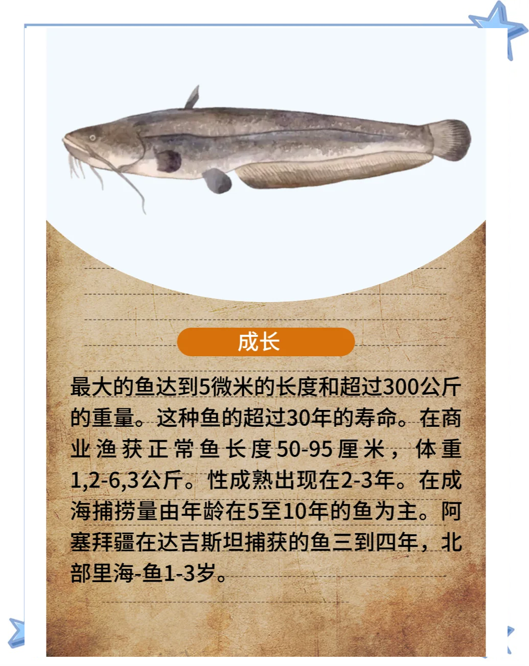 钓小鲶鱼技巧(钓鲶鱼技巧分享)