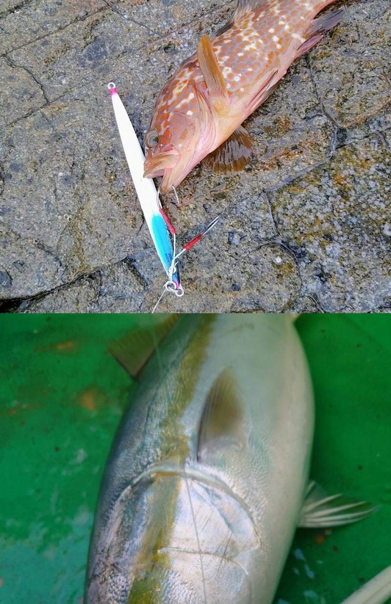 海钓红鲉的技巧(海钓红海哥怎么配)