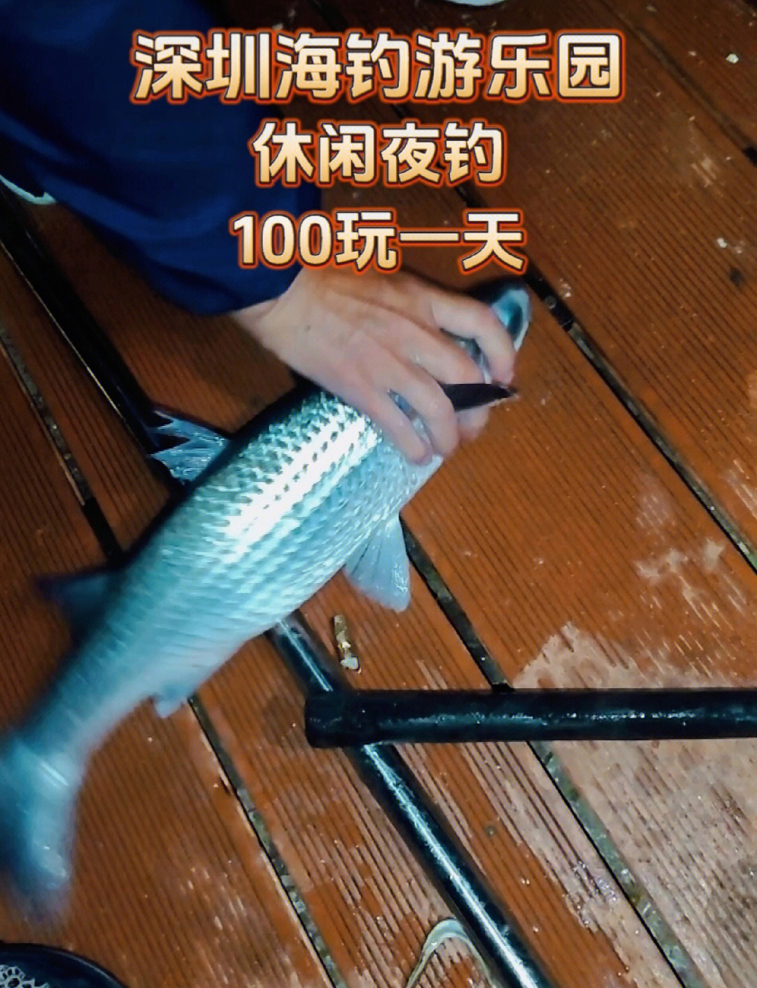 海钓乌头鱼教学视频(海钓乌头鱼教学视频完整版)
