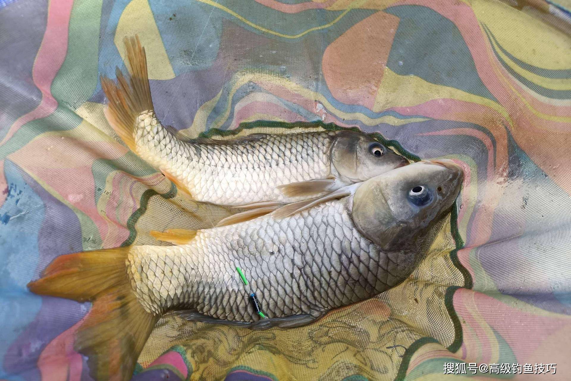 黑坑鲤鱼飞鱼技巧视频(黑坑鲤鱼飞鱼技巧视频教程)