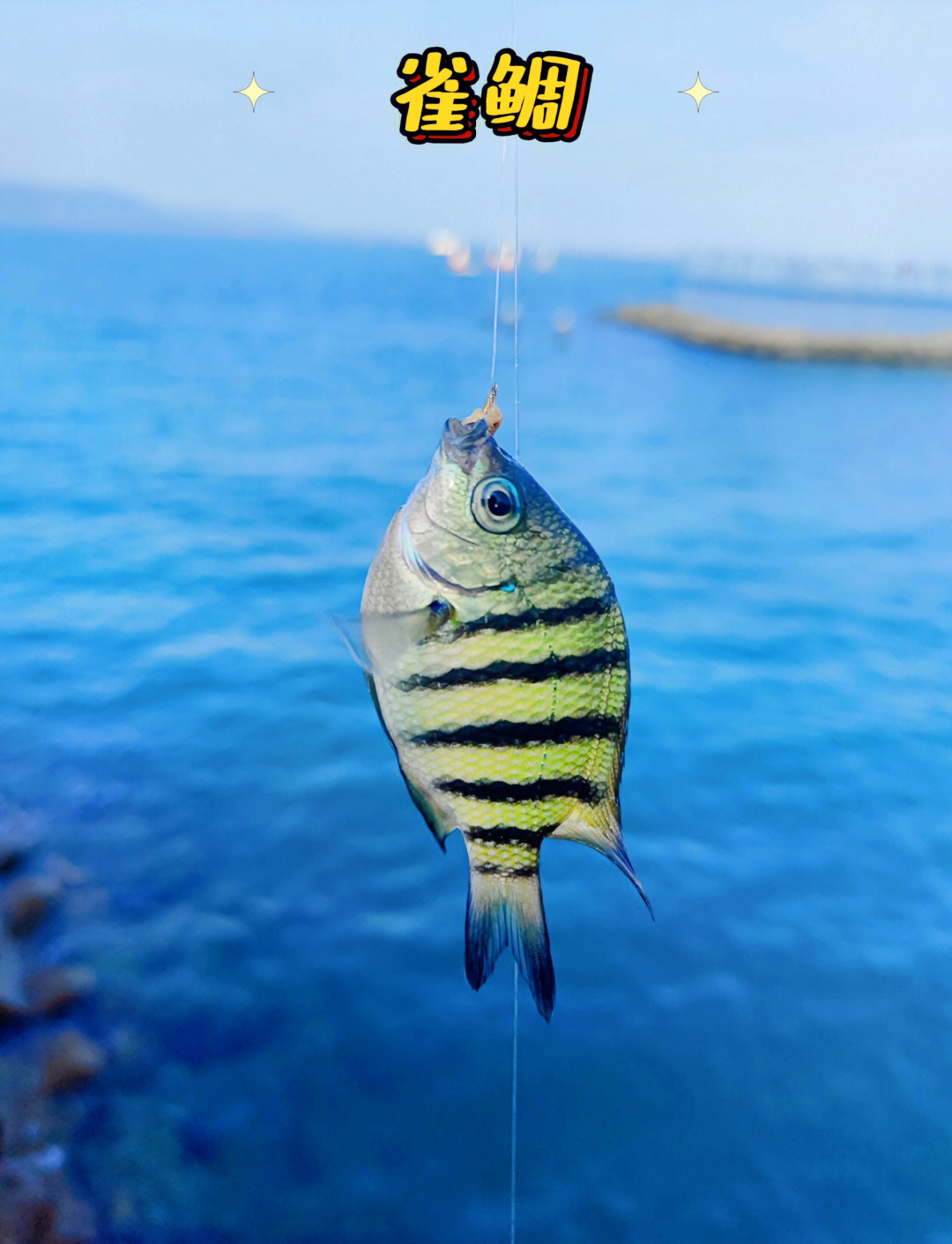 海钓中大鱼(海钓大鱼技巧)