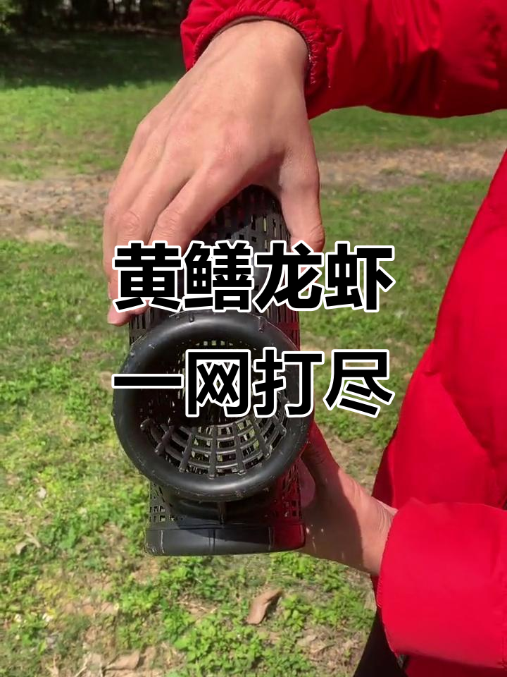 鳝鱼笼放鳝鱼技巧(鳝鱼笼放鳝鱼技巧图解)