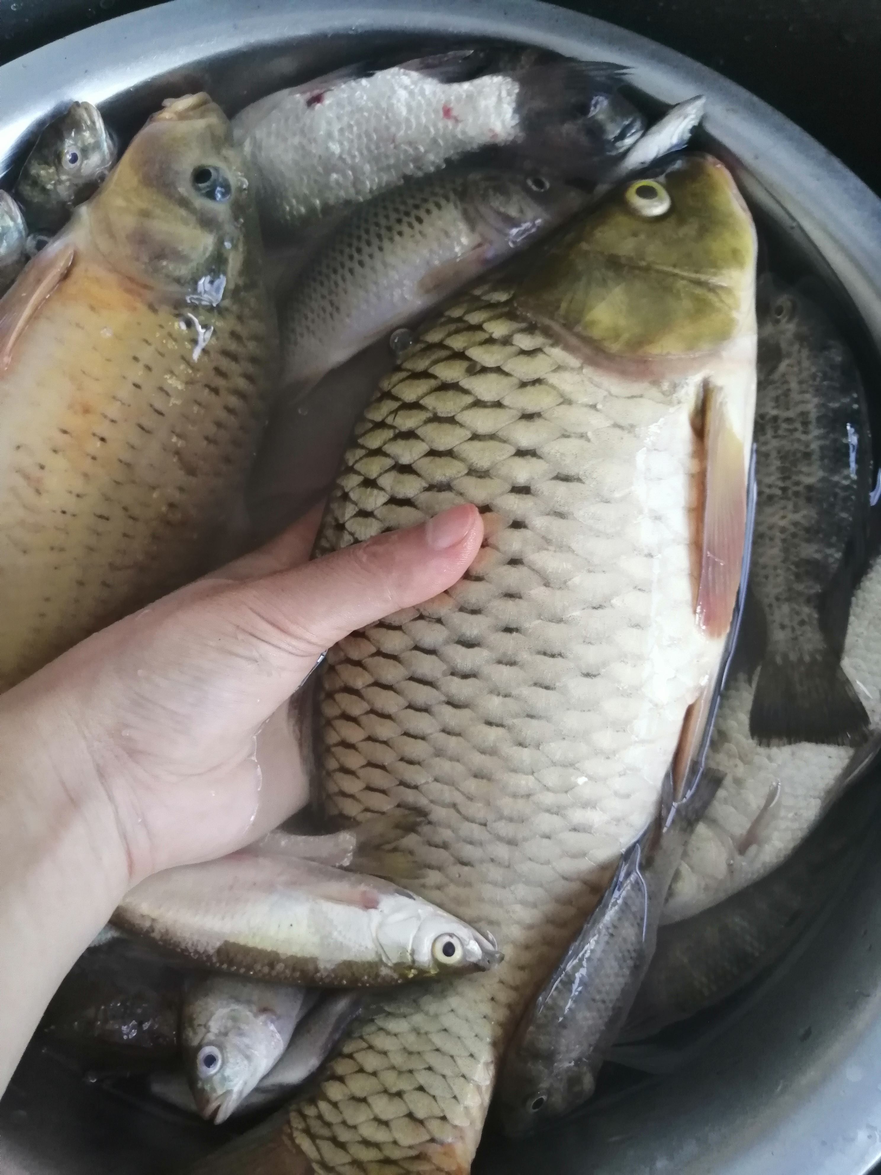 7月份钓鲫鱼用什么饵料(七月份钓鲫鱼怎么能钓大鲫鱼)