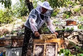 关于范路亚养蜂技术的信息