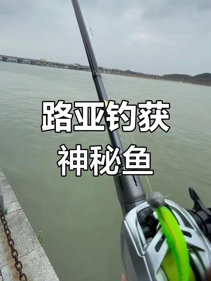 路亚桂花(路亚桂花鱼常用假饵有哪些?)